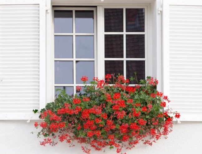 Fenêtre blanche avec des fleurs rouges