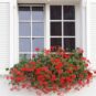 Fenêtre blanche avec des fleurs rouges